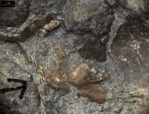 Aplocoma damesii