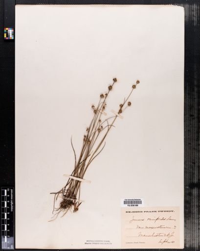 Juncus scirpoides
