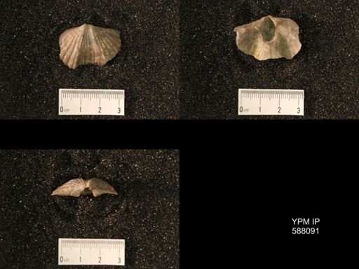 Platystrophia lynx