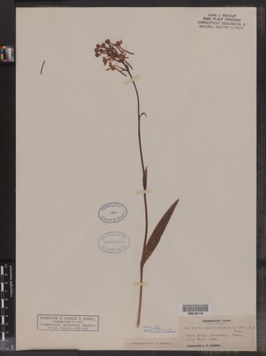 Habenaria blephariglottis
