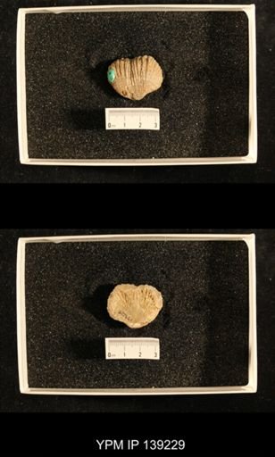 Productus (Dictyoclostus) indicus