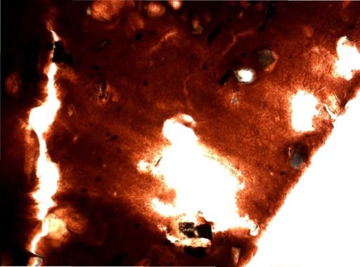 Ianthella