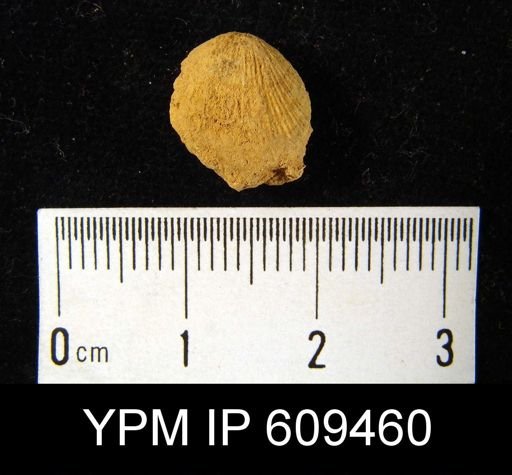 Rhipidomella emarginata