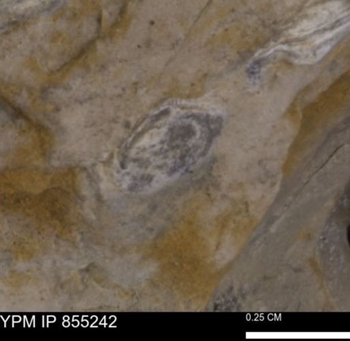 undet. Bivalvia
