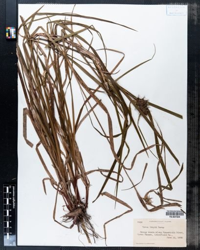 Carex grayi