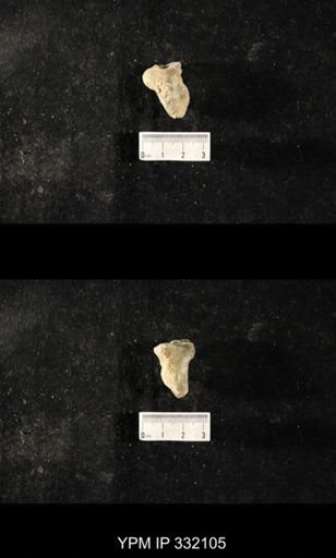 undet. Bryozoa