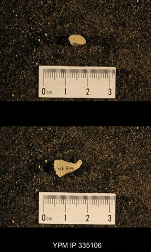 Lophophyllum profundum