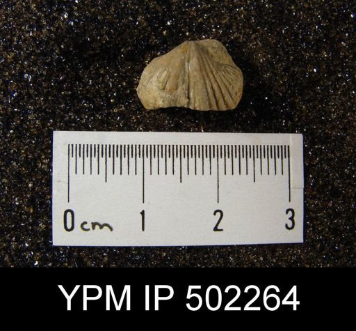 Spirifer cameratus