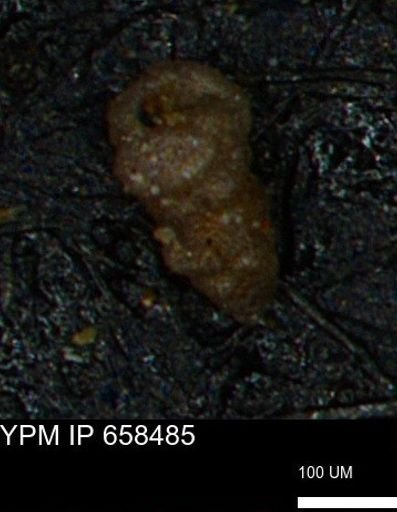 Verneuilinoides kansasensis