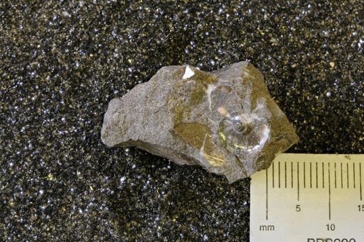 Hoploscaphites sp.