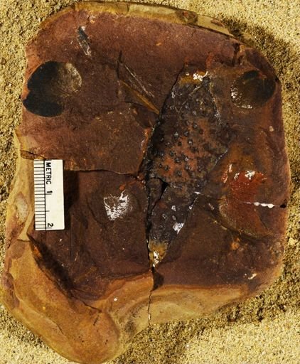 Stigmaria sp.