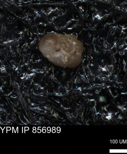 undet. Foraminiferida
