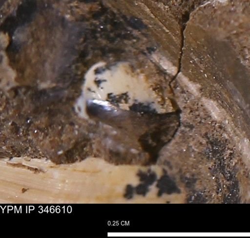 undet. Bivalvia