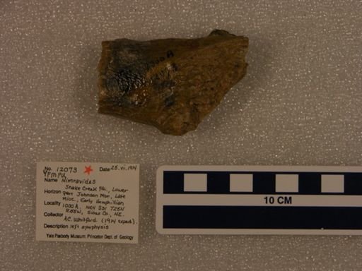Nimravides