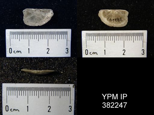 Rugosochonetes? elegans