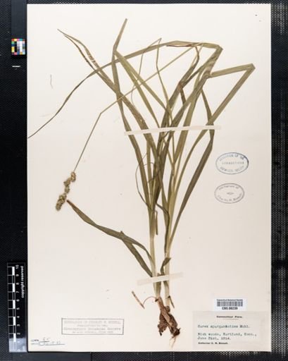 Carex sparganioides