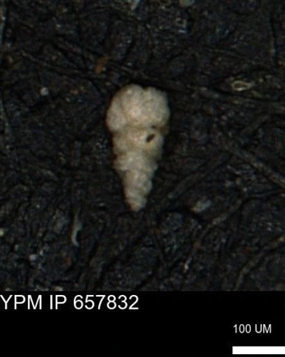 Verneuilinoides kansasensis