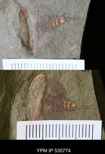 undet. Xiphosurida