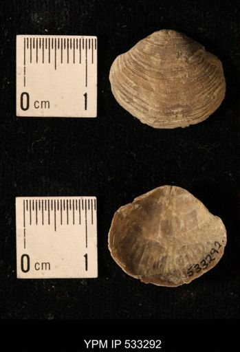 Athyris royssii
