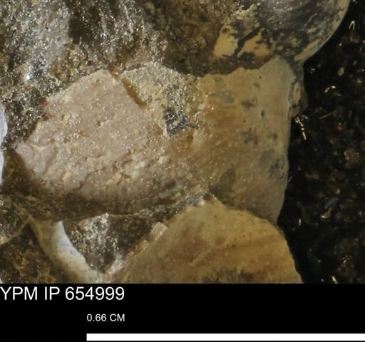 Protocardia
