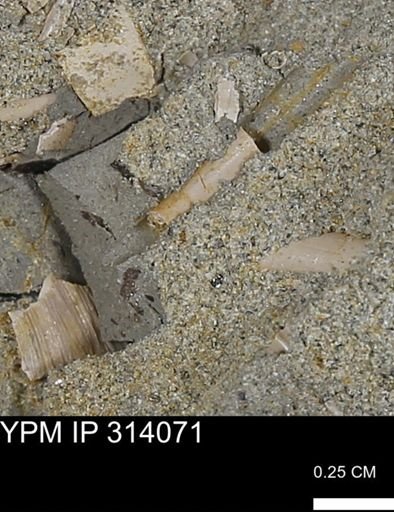 undet. Scaphopoda