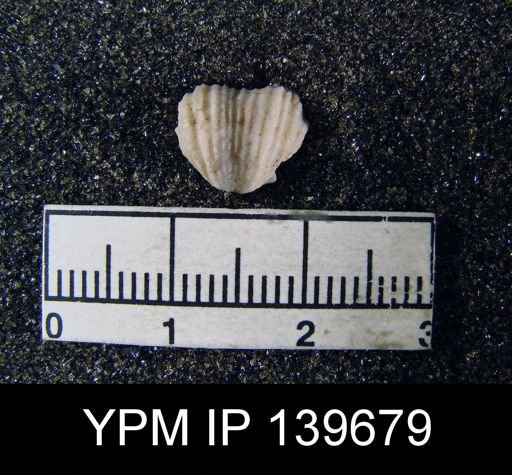 Chonetes (Waagenites) grandicosta
