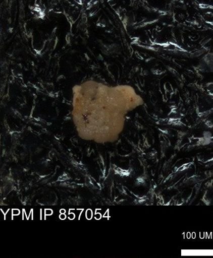 undet. Foraminiferida