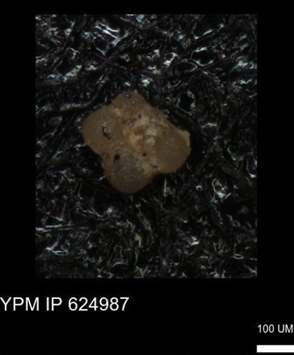 undet. Rugoglobigerinidae