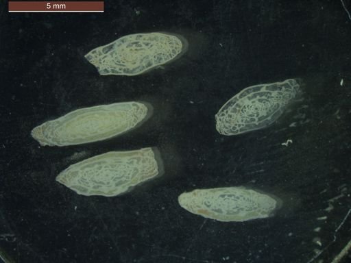 Triticites pygmaeus