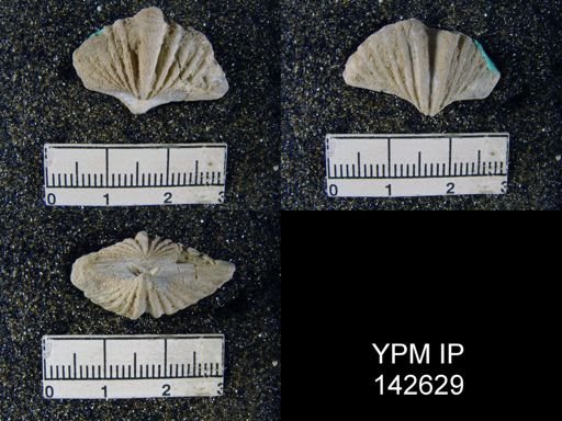 Spiriferina cristata