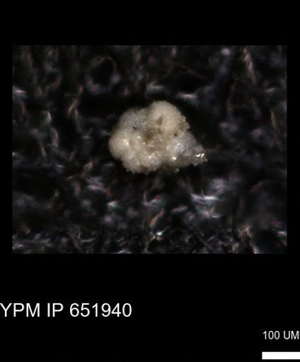 undet. Foraminiferida