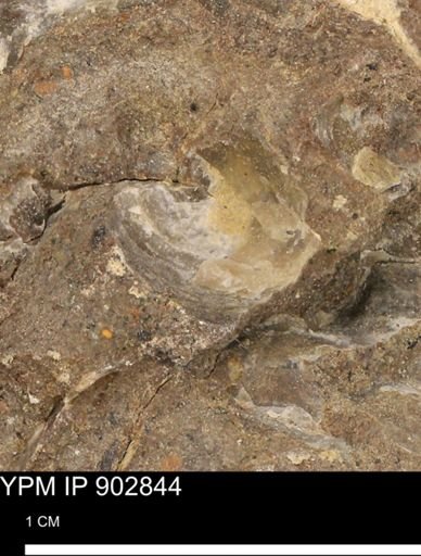 undet. Mollusca
