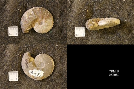 Discoscaphites gulosus