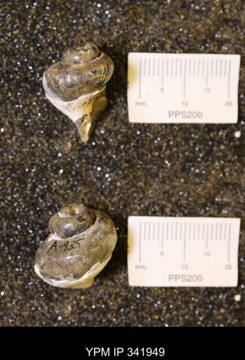 undet. Gastropoda