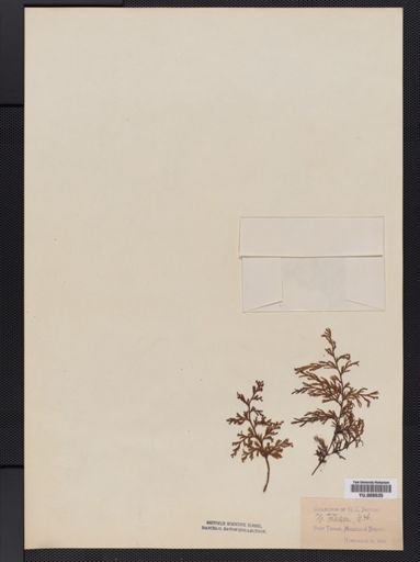 Hymenophyllum tortuosum