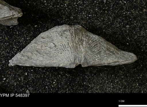 Stropheodonta callawayensis