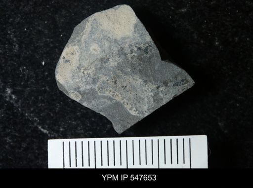 undet. Eurypterida