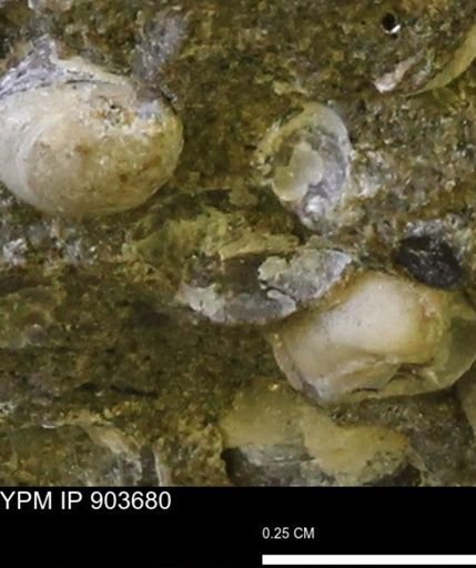 Corbulamella sp.