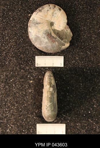 Hoploscaphites nicolletii