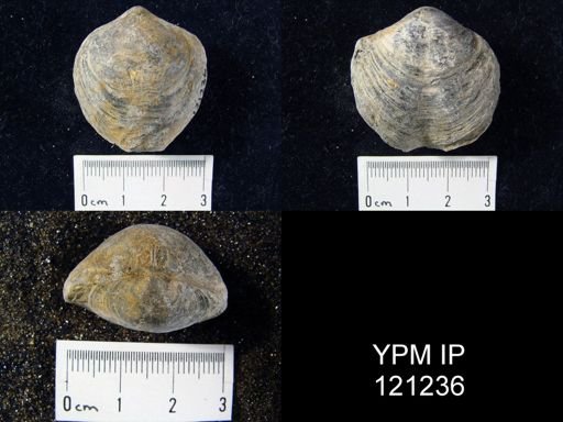 Athyris spiriferoides