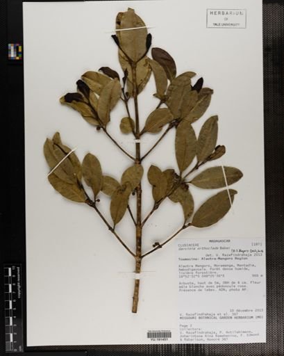 Plantae