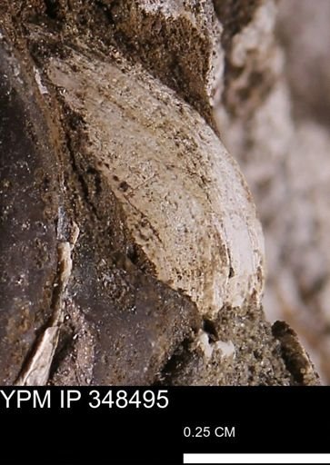 undet. Bivalvia