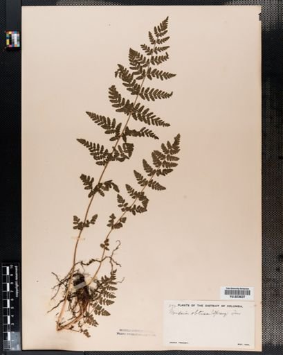 Woodsia obtusa