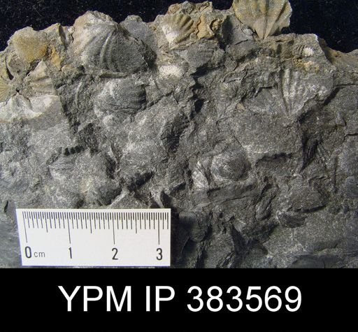 Antispirifer sp.