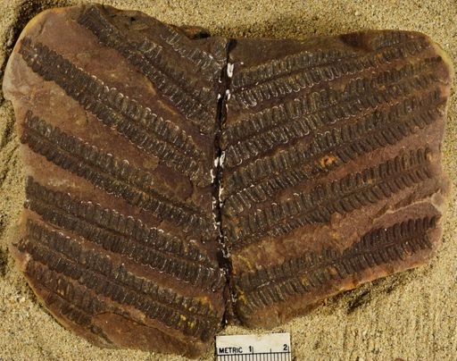 Pecopteris