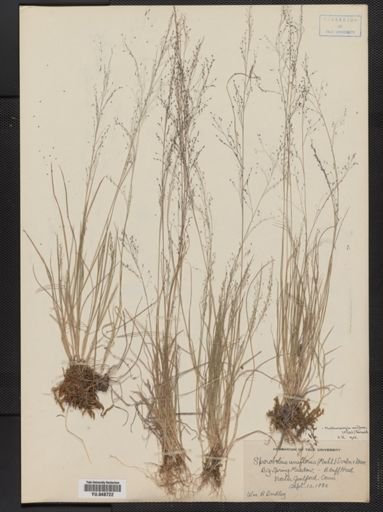 Muhlenbergia uniflora