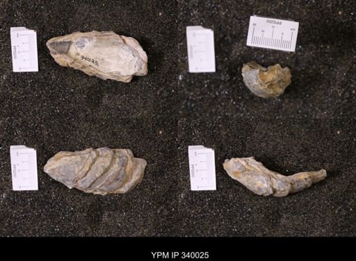 Ostrea glabra wyomingensis