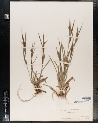 Carex flaccosperma