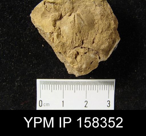 Dalmanella lucia
