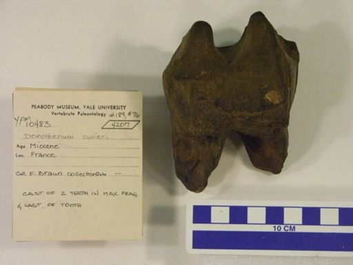 Deinotherium